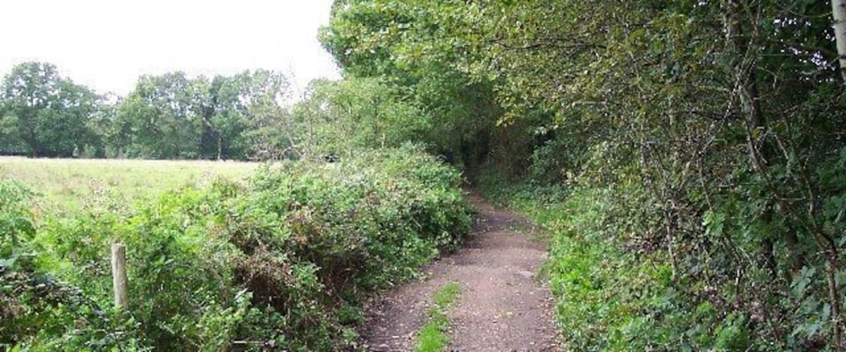 A narrow dirt path surrounded by dense greenery and trees.