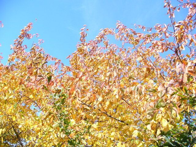 Blue and Gold Golden yellow leaves against a bright blue autumn sky on Grove Heath Road by Ripley.