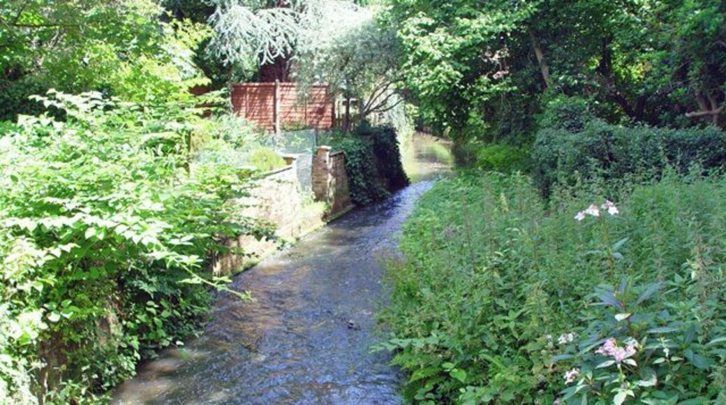 A stream in Chobham From the maps this may be called "Mill Bourne". The flow is east, away from the photographer.