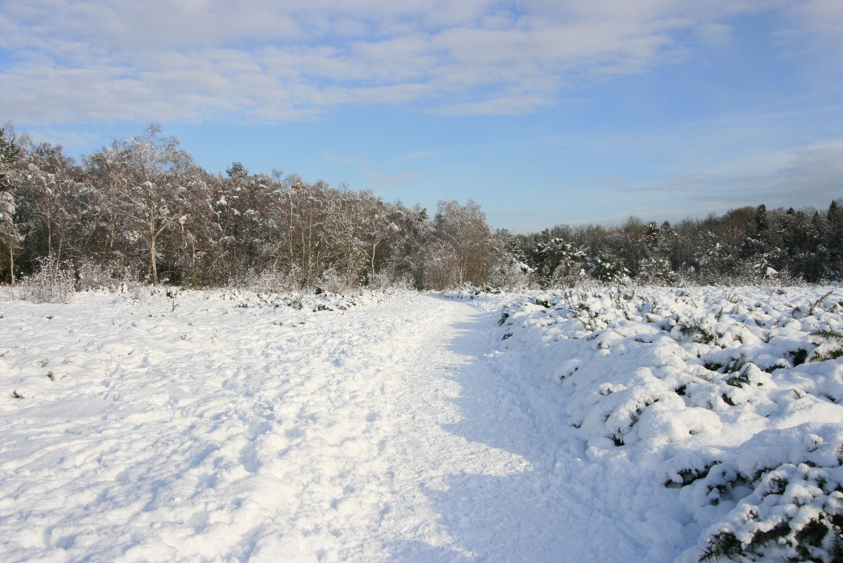 Snowy heathland, Sheet's Heath.