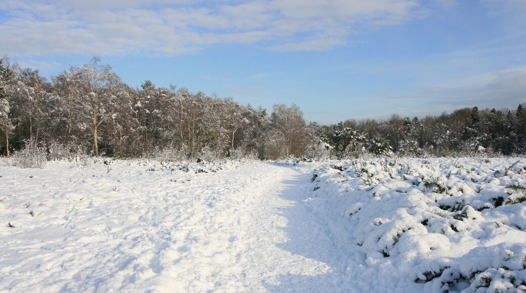 Snowy heathland, Sheet's Heath.