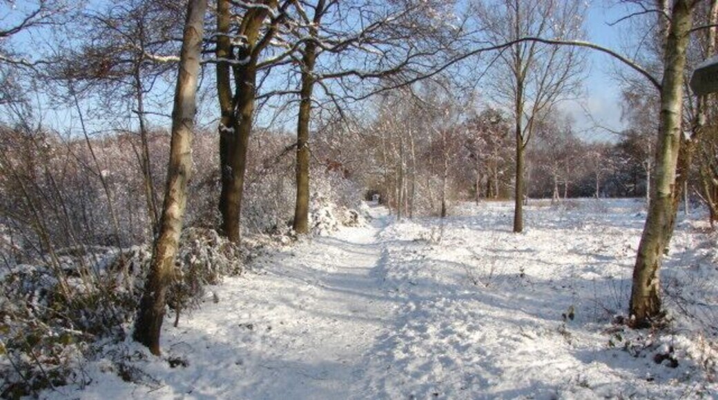 Footpath, Bisley Common Snow scene on the northern part of Bisley Common alongside Shaftesbury Road. The Southern part runs from the A322 to Stafford Lake, about half a mile to the south.