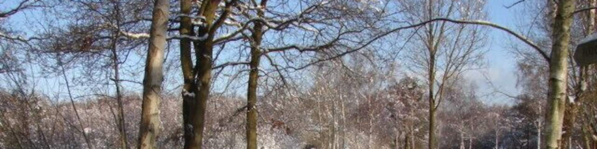 Footpath, Bisley Common Snow scene on the northern part of Bisley Common alongside Shaftesbury Road. The Southern part runs from the A322 to Stafford Lake, about half a mile to the south.