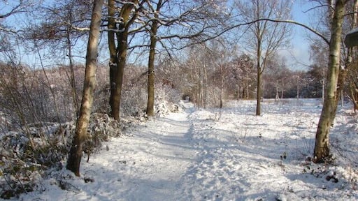 Footpath, Bisley Common Snow scene on the northern part of Bisley Common alongside Shaftesbury Road. The Southern part runs from the A322 to Stafford Lake, about half a mile to the south.