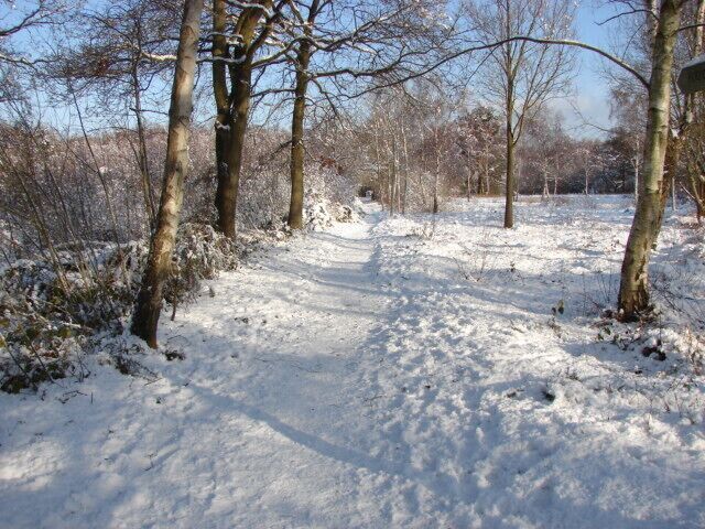 A snow-covered path in a forest with bare trees and a clear sky.