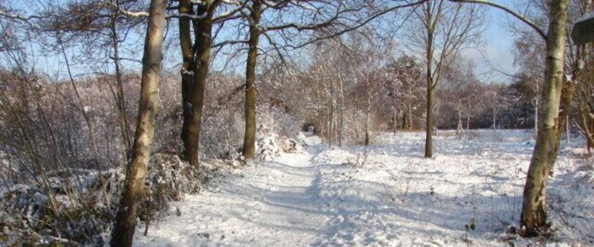 A snow-covered path in a forest with bare trees and a clear sky.