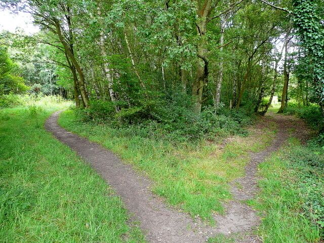 Bisley Common 2. The opposite view to 1411577 showing diverging paths heading north-east towards Knaphill.