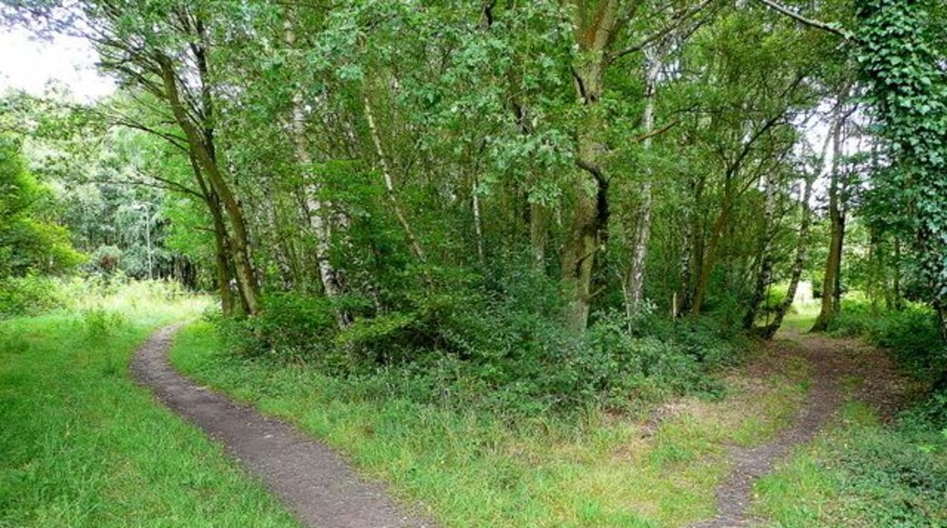 Bisley Common 2. The opposite view to 1411577 showing diverging paths heading north-east towards Knaphill.