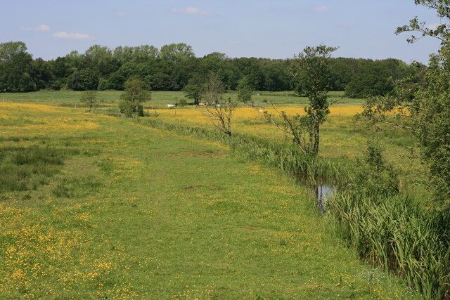 Water meadows near Brookwood Just north of the Brookwood crossroads, this view can be seen from the A322. The land was formerly the subject of a proposed A322 Knaphill/Bisley By-Pass which thankfully did not materialise. In previous years there has seldom been the profusion of wild flowers that are in evidence this spring.