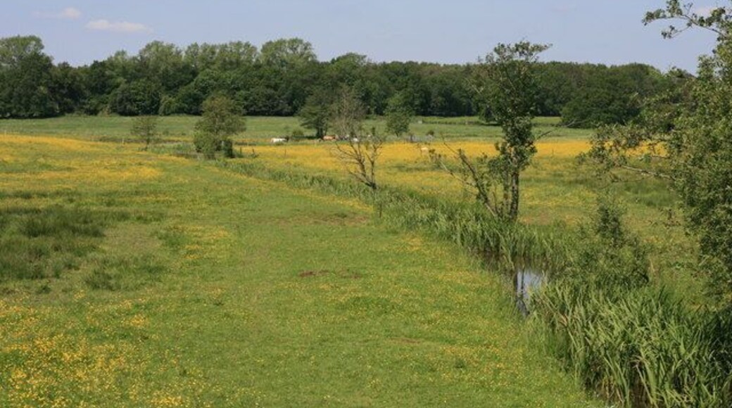 Water meadows near Brookwood Just north of the Brookwood crossroads, this view can be seen from the A322. The land was formerly the subject of a proposed A322 Knaphill/Bisley By-Pass which thankfully did not materialise. In previous years there has seldom been the profusion of wild flowers that are in evidence this spring.