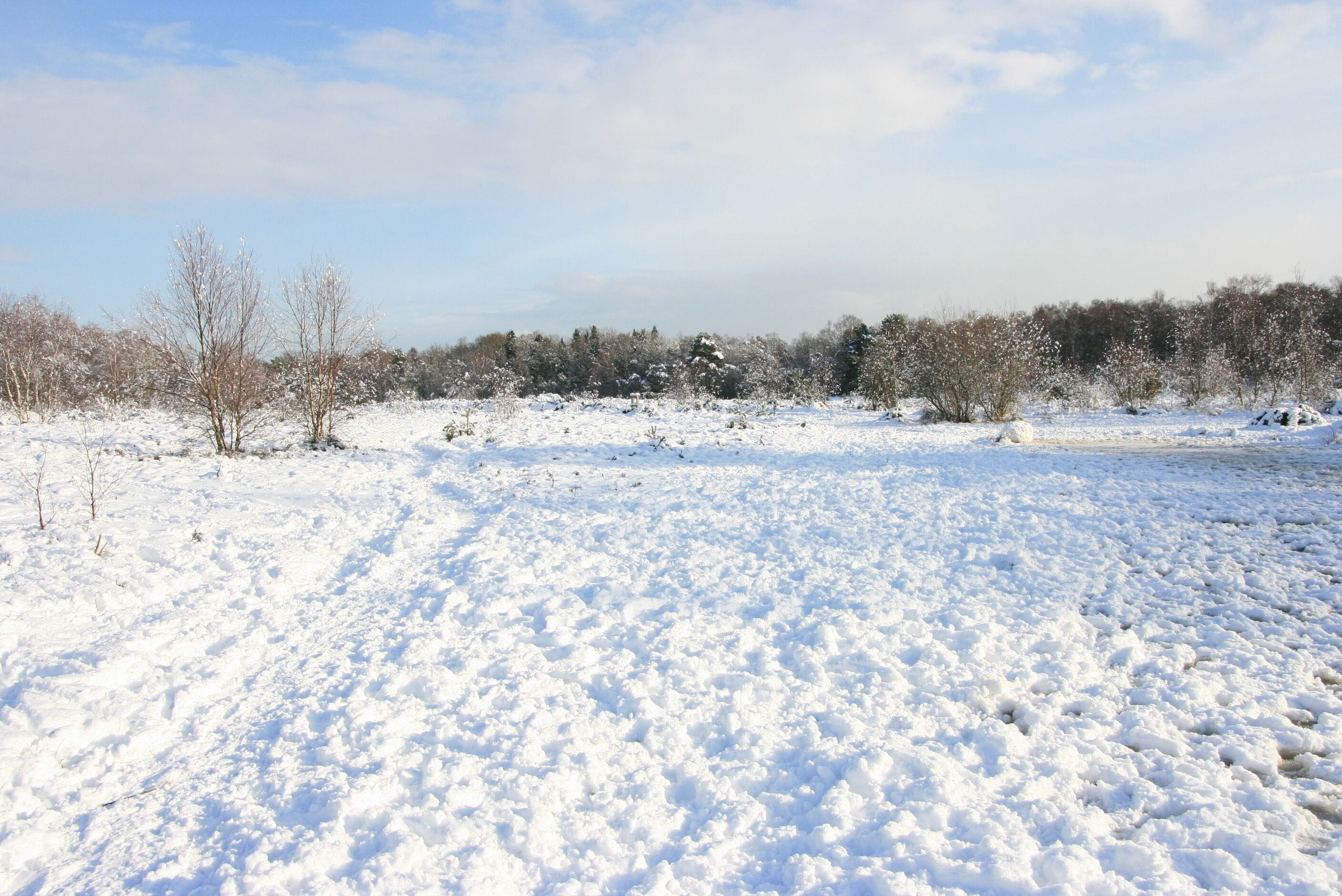 Frozen pond on Sheet's Heath