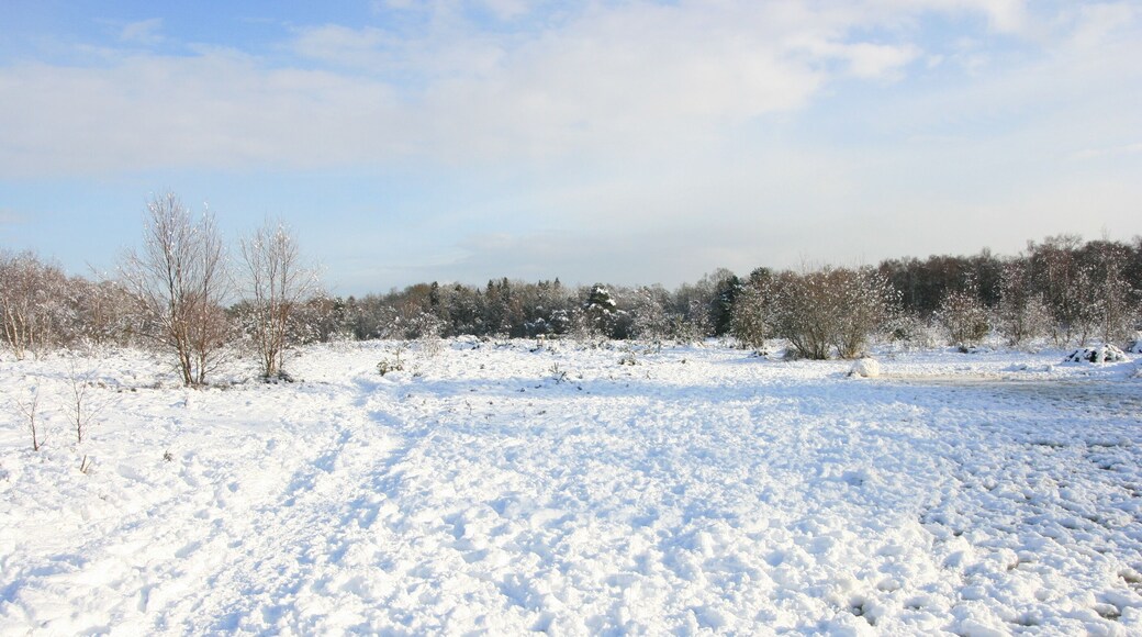 Frozen pond on Sheet's Heath