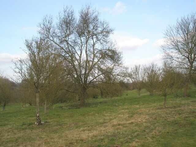 Winter in the Jubilee Arboretum