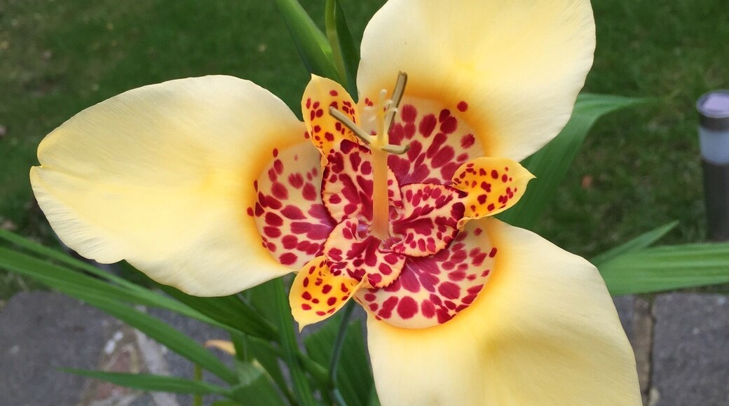 Flowers for one day only.