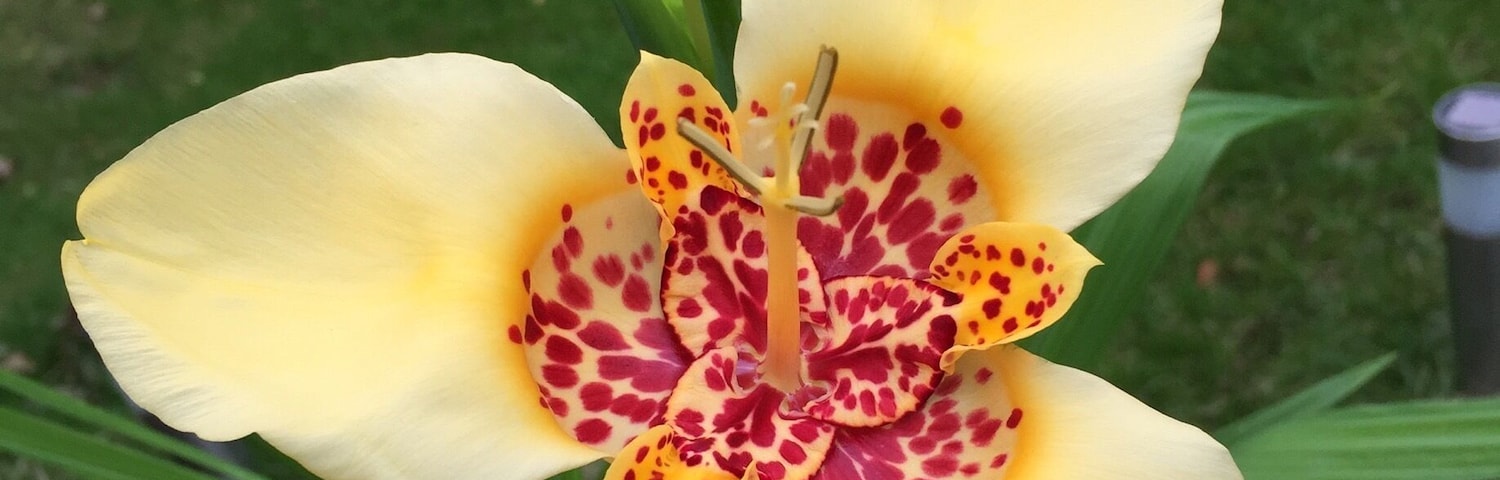 Flowers for one day only.