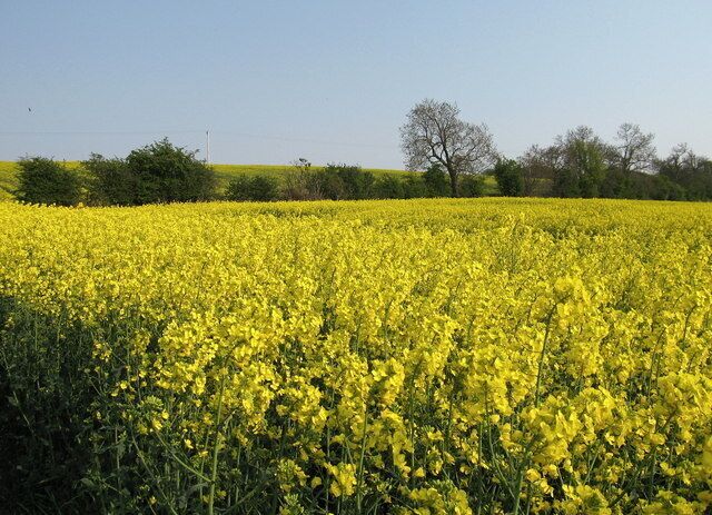 Field of Rape, Crookston. Common crop in East Lothian. Looking towards West Mains.