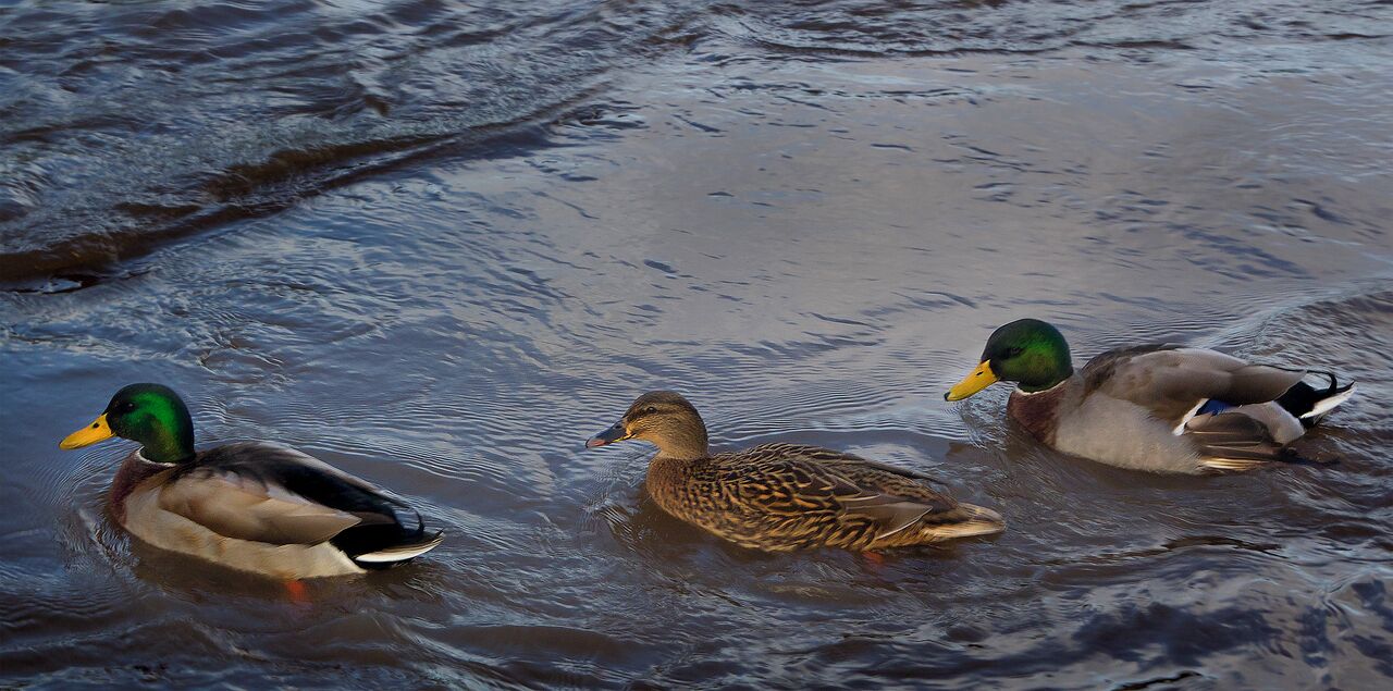 Three ducks swimming in a body of water.