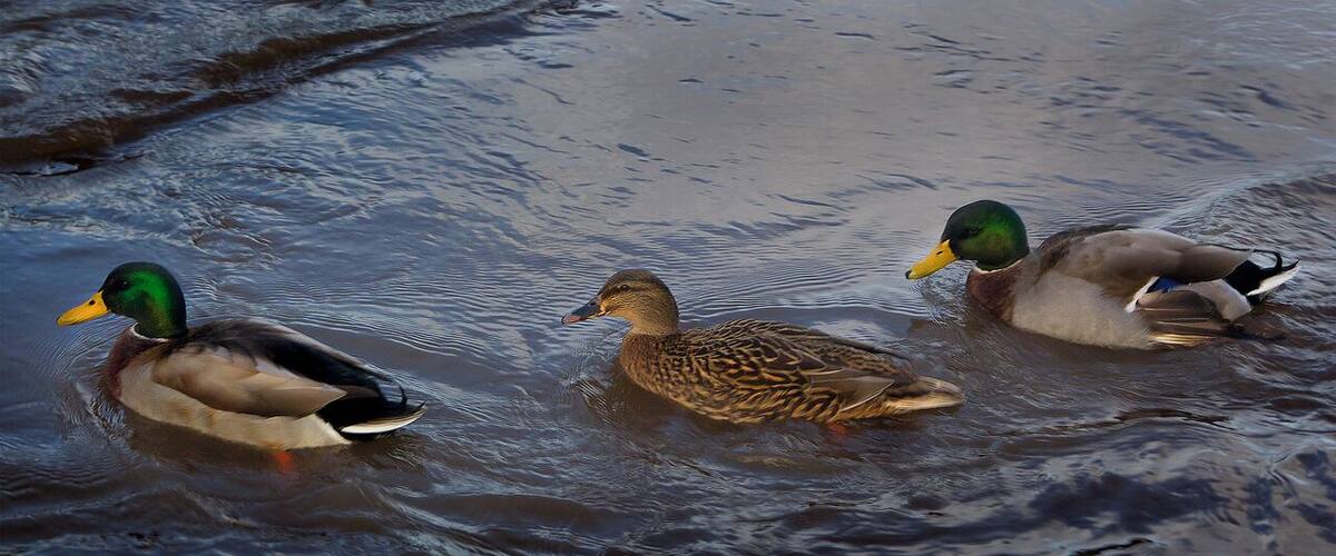 Three ducks swimming in a body of water.