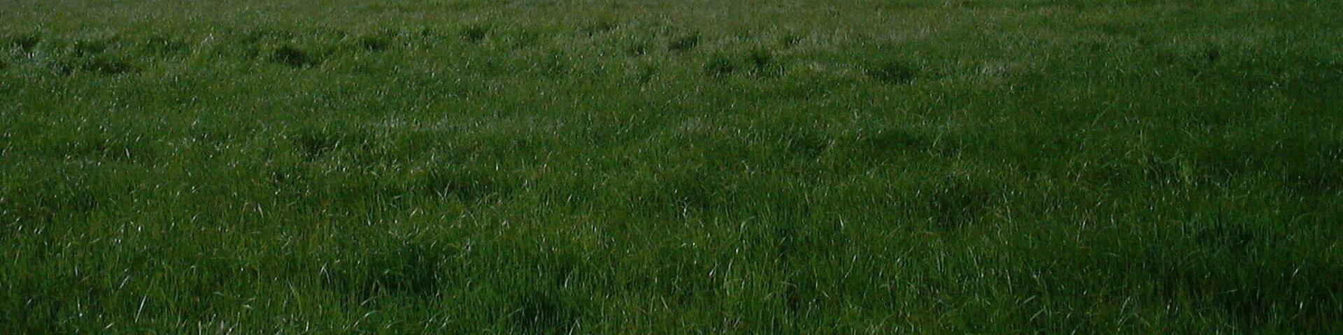 Lothianbridge Viaduct on the Waverley Route south of Edinburgh. This currently dismantled railway line ran between Carlisle and Edinburgh, there are plans to reinstate a section near Edinburgh, and the viaduct is one of the main engineering structures of that line.