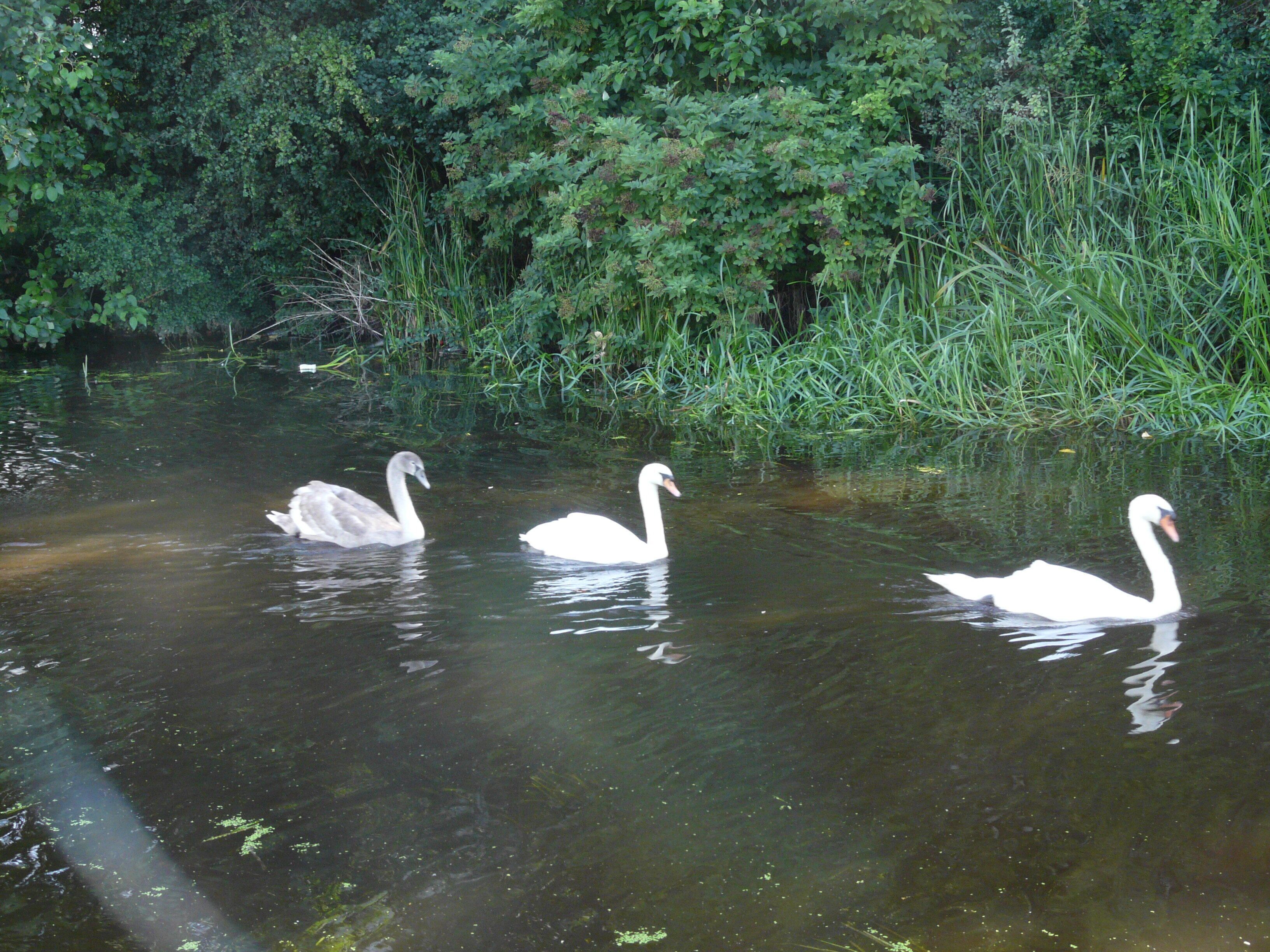 Family Outing, The Union Canal, Wester Hailes