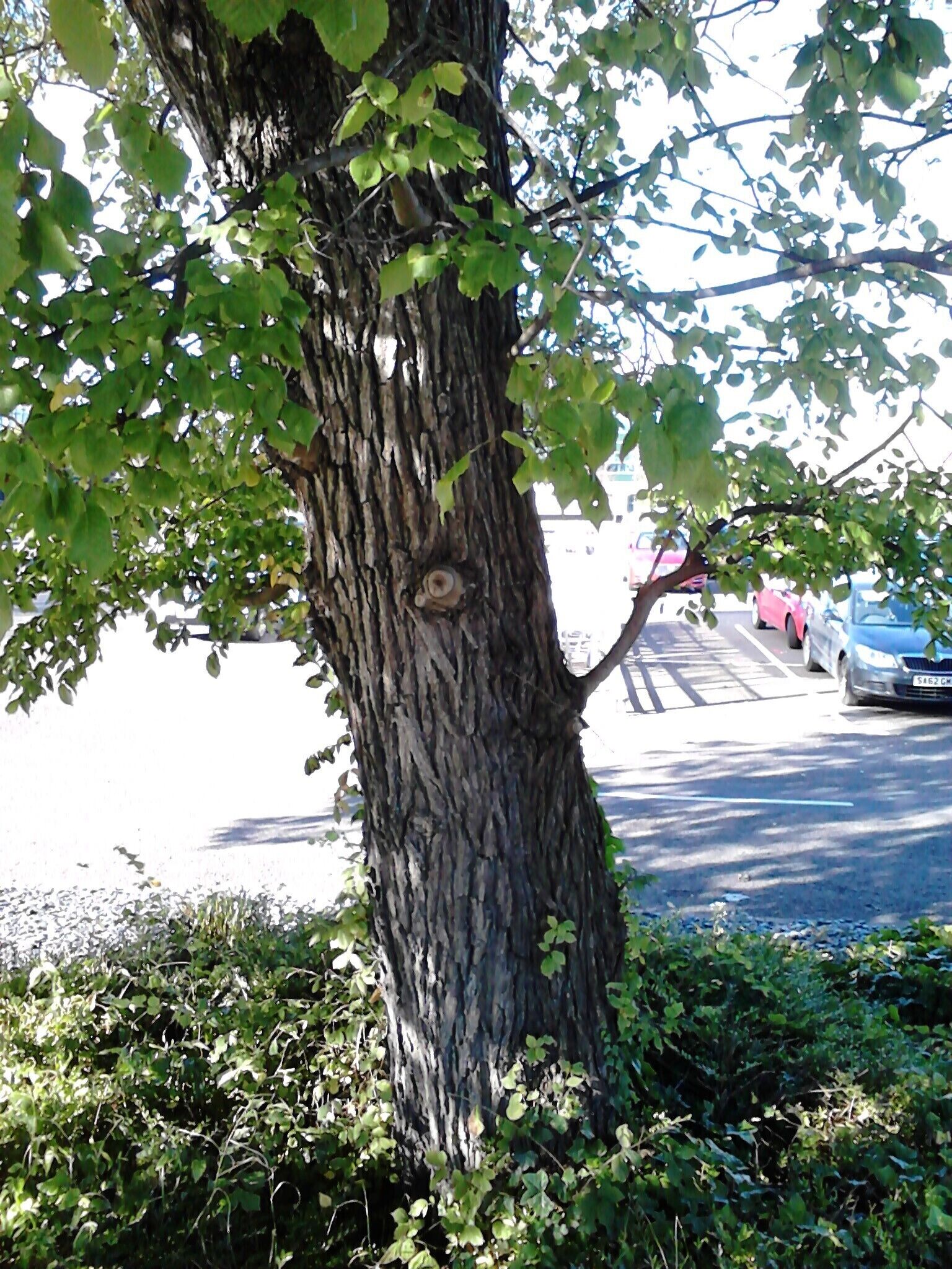 Ulmus. Morrisons supermarket car park (ex-Northern General Hospital), Ferry Road, Edinburgh