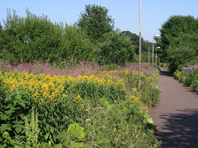 Cyclepath. Summer photo of the cyclepath that follows the line of the Innocent Railway. It's abundant with plant and animal life.