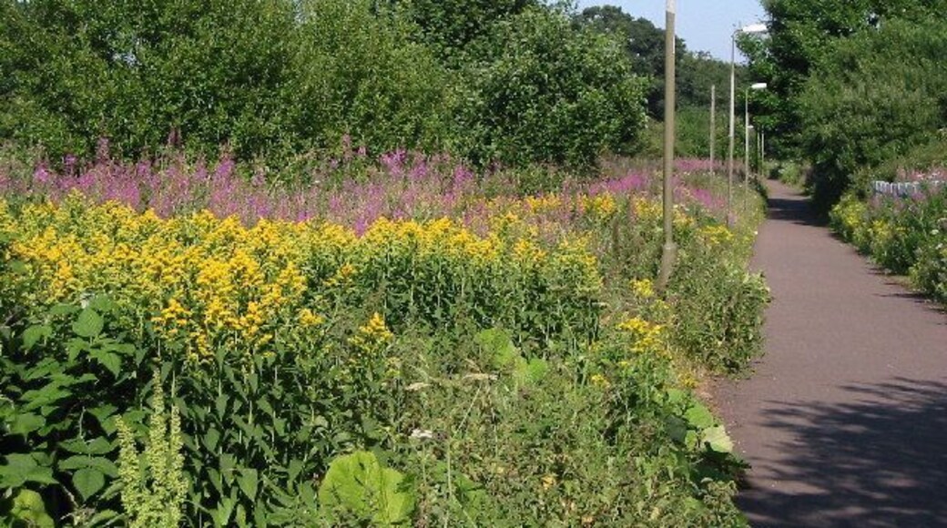 Cyclepath. Summer photo of the cyclepath that follows the line of the Innocent Railway. It's abundant with plant and animal life.