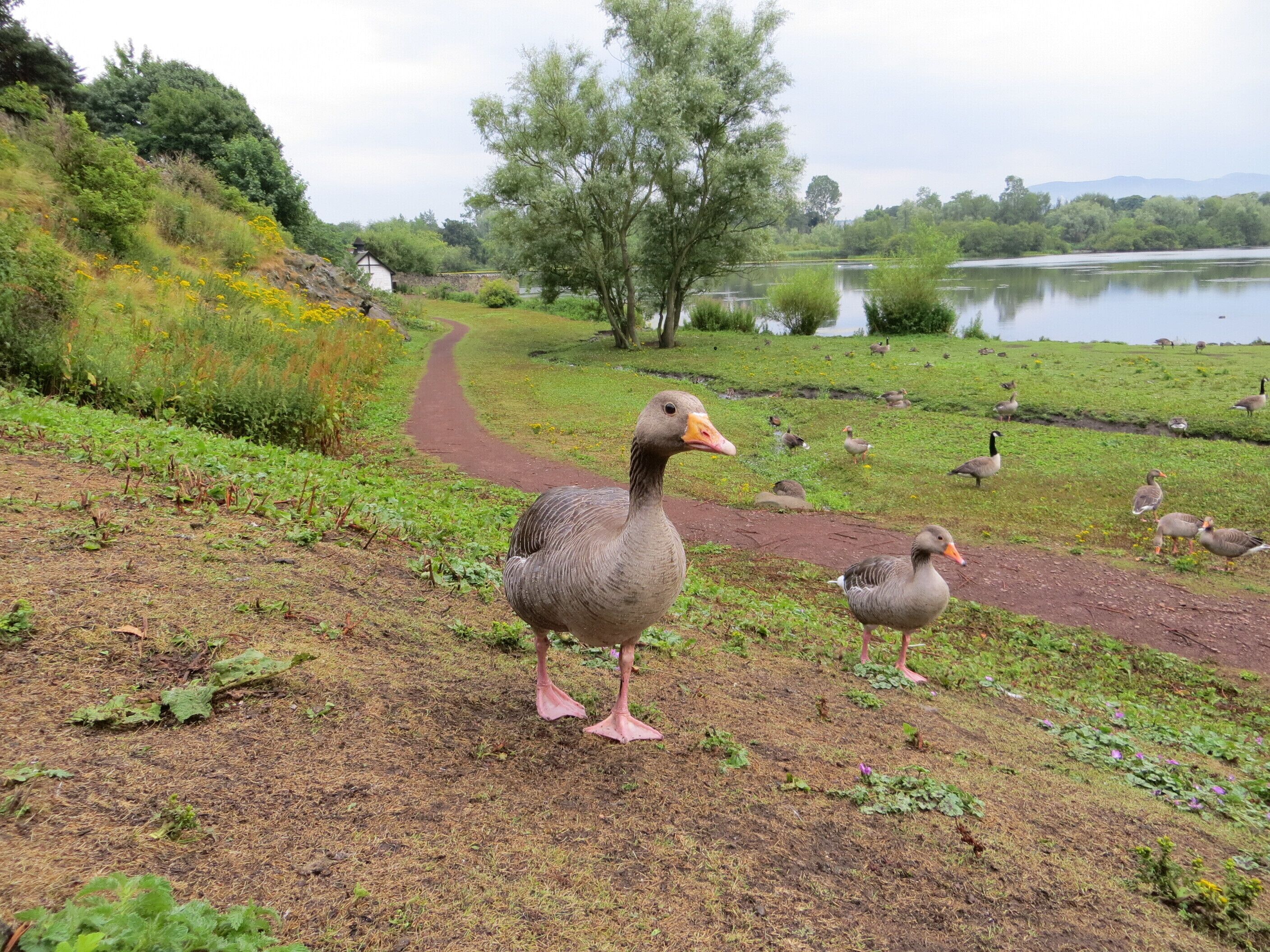 Duddingston Loch, July 2013