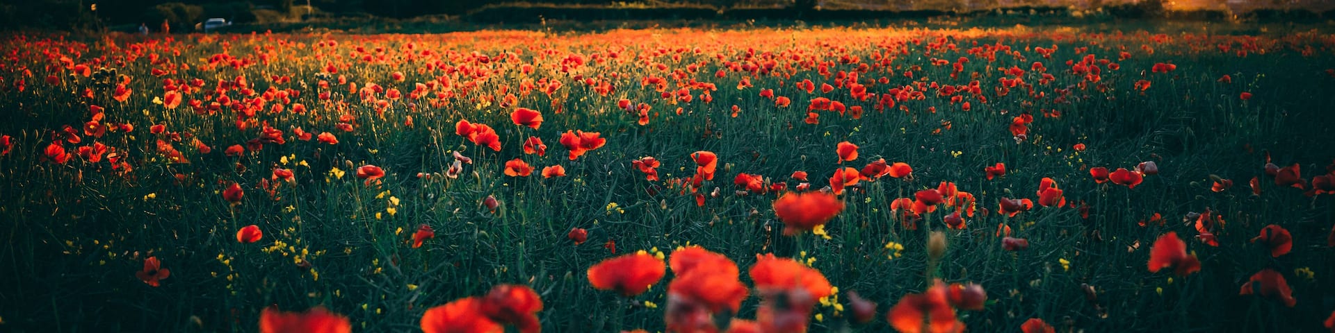 A field of red poppies at sunset with a tree and mountains in the background.
