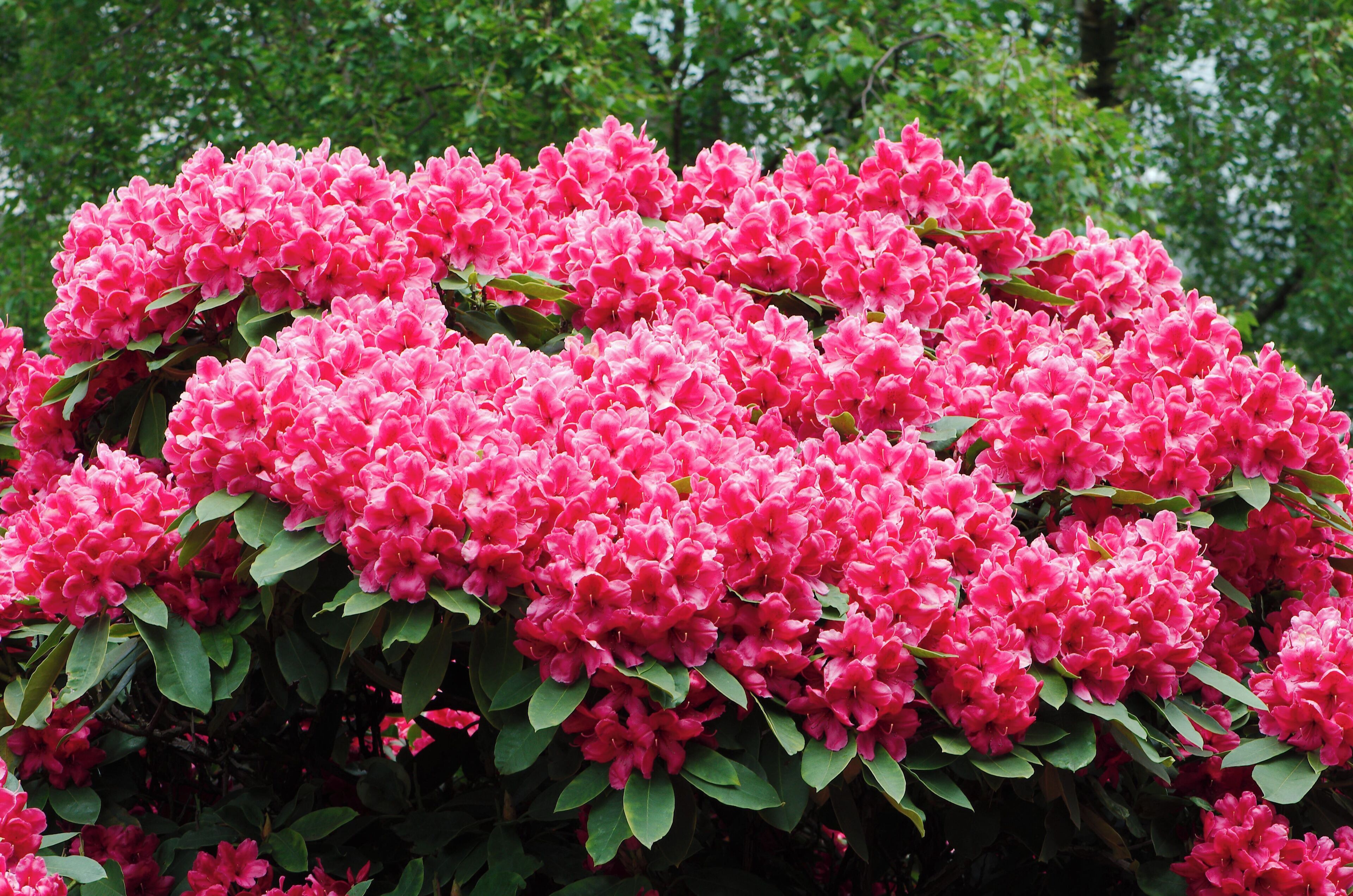 Flowers June 2013, Visit to the Botanics