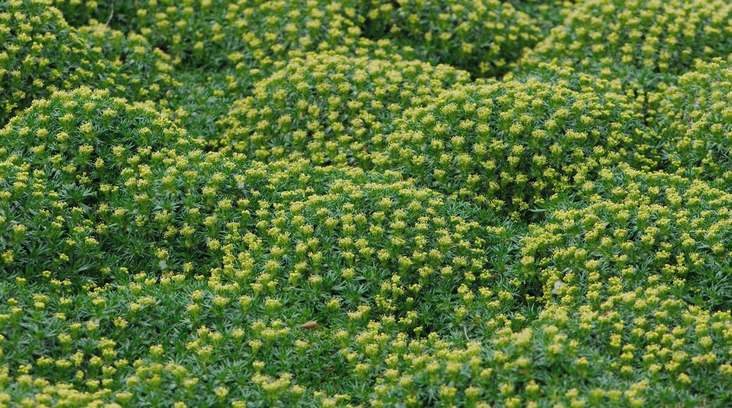 Flowers June 2013, Visit to the Botanics