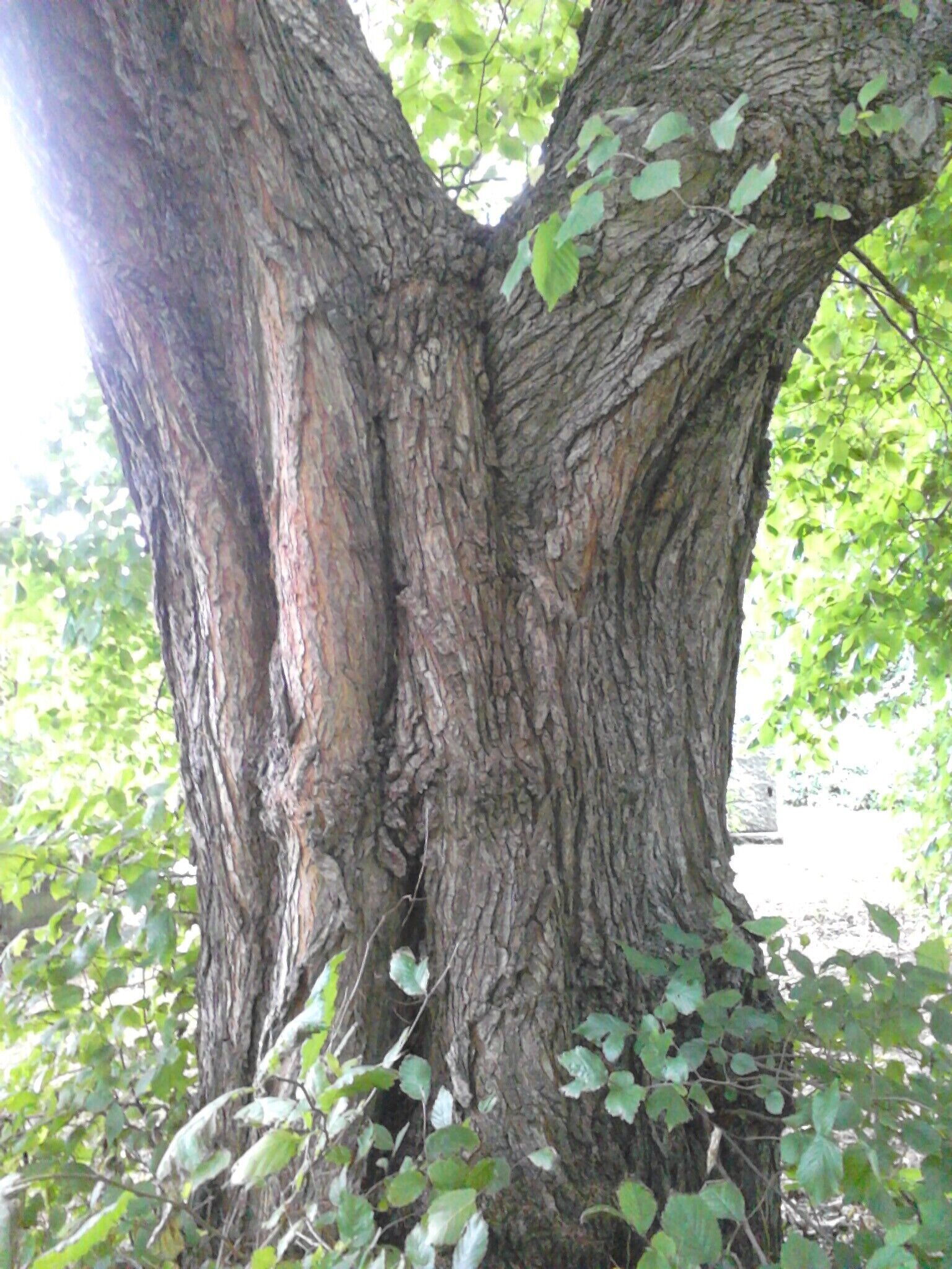Ulmus (smooth dark green very asymmetrical leaves). North Merchiston Cemetery, Edinburgh