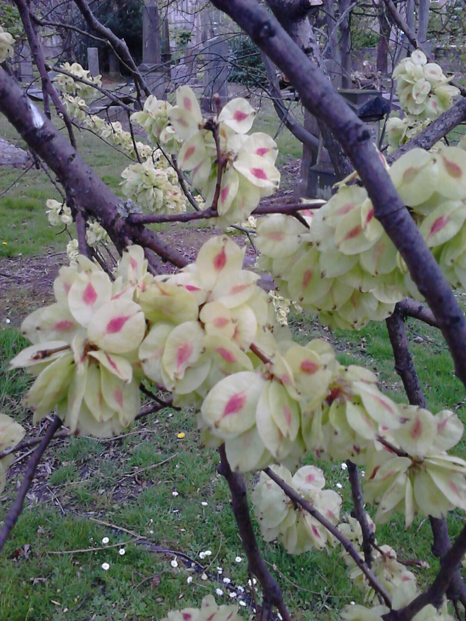 Ulmus x hollandica 'Vegeta'. Samarae of true North Merchiston Cemetery