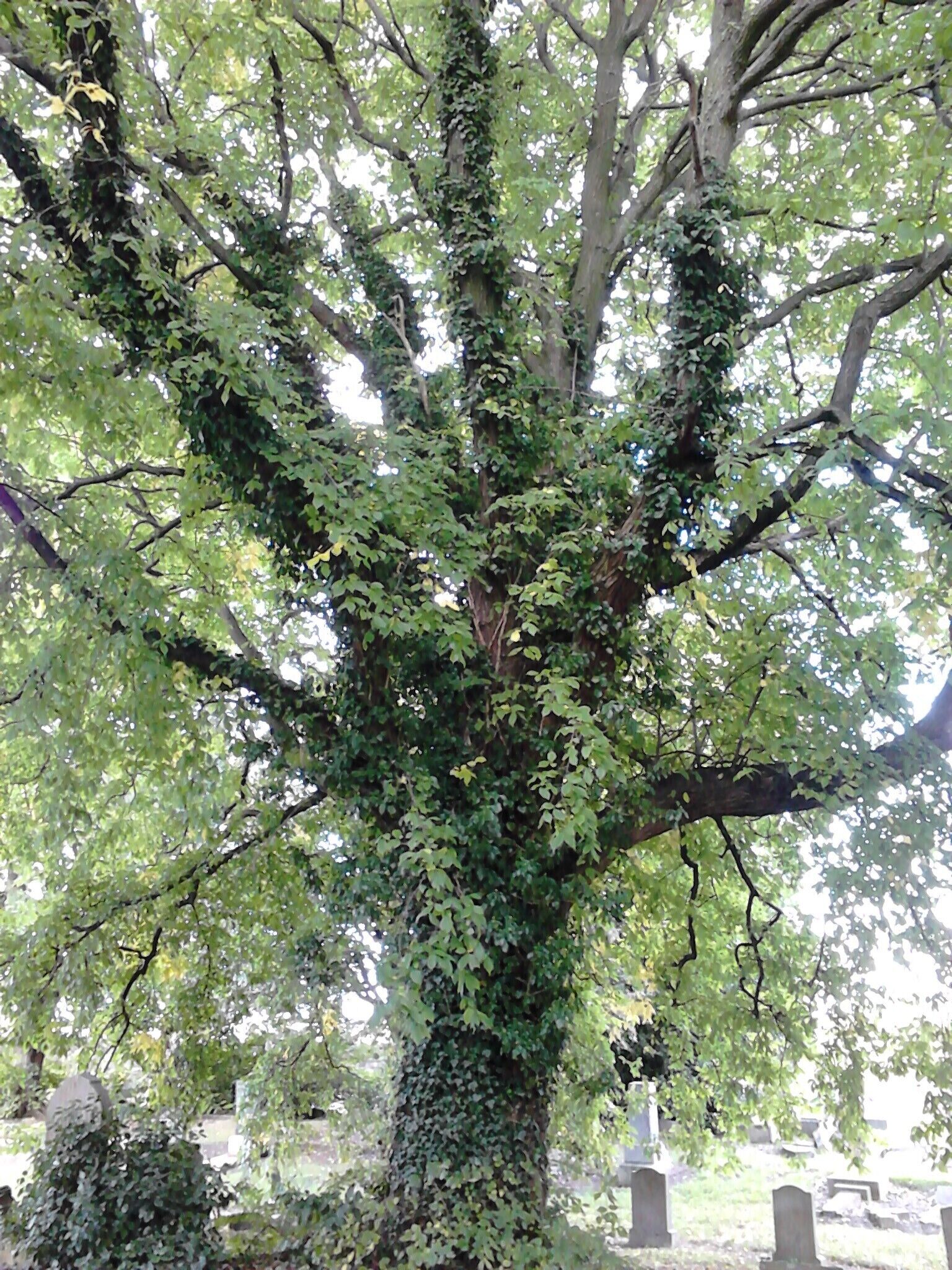 Branching of smooth light-green leaved, red-barked elm, North Merchiston Cemetry, Edinburgh