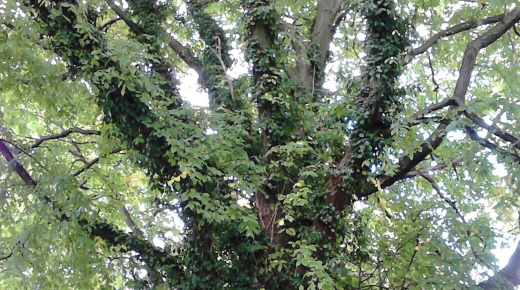 Branching of smooth light-green leaved, red-barked elm, North Merchiston Cemetry, Edinburgh