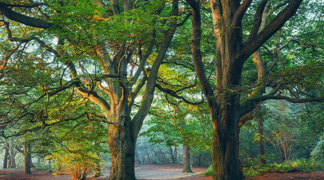 A dense forest with tall trees and a ground covered in fallen leaves.