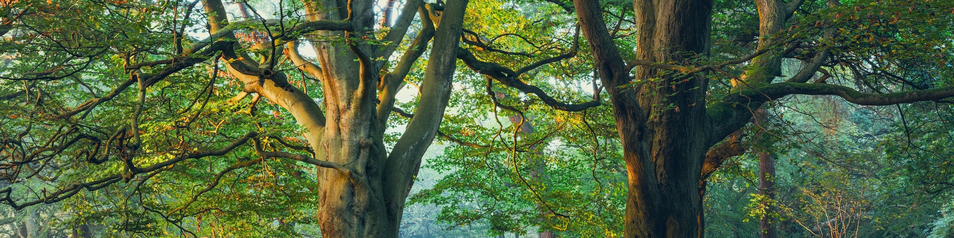 Une forêt dense, avec de grands arbres et un sol recouvert de feuilles mortes.