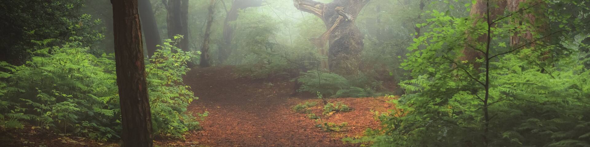 A moody, ethereal lush woodland forest and twisted oak tree in atmospheric misty fog at Ravelston Woods in Edinburgh, Scotland.