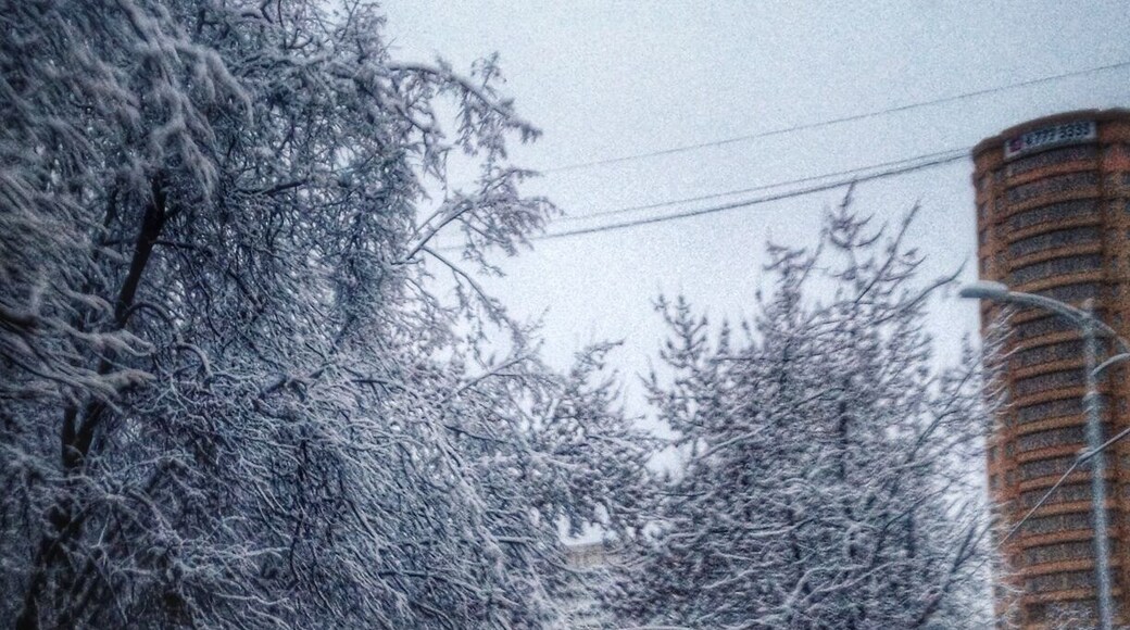 Деревья в снегу