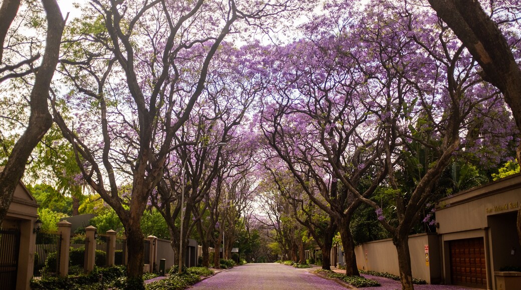 Kempton Park