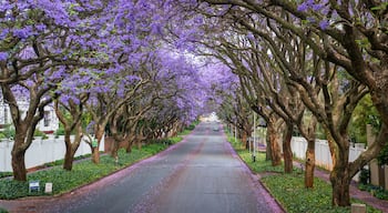 Tall Jacaranda trees lining the street of a Johannesburg suburb in the afternoon sunlight