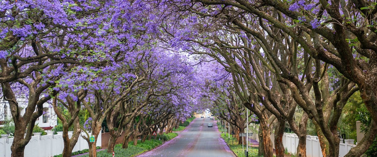 A tree-lined street with purple flowers.