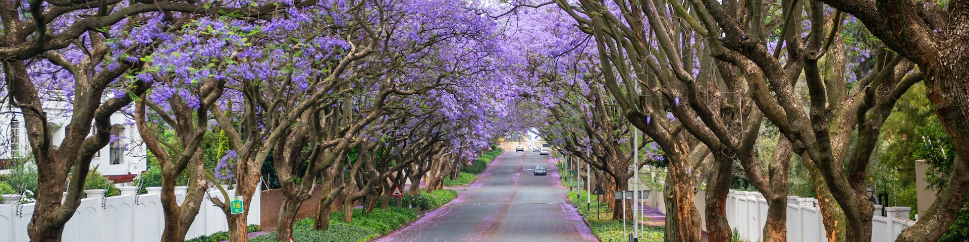 A tree-lined street with purple flowers.