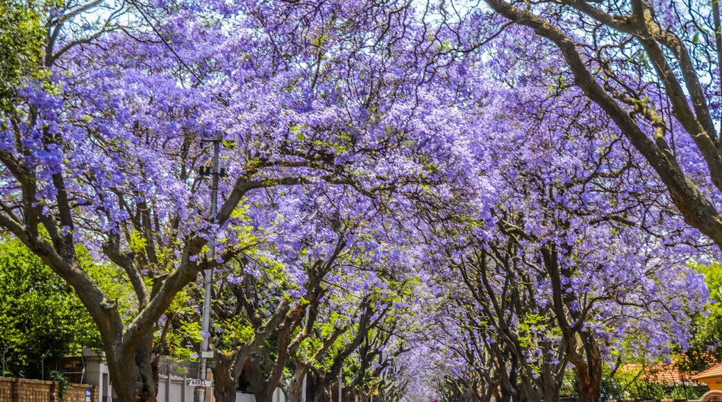 A tree-lined street with purple flowering trees.