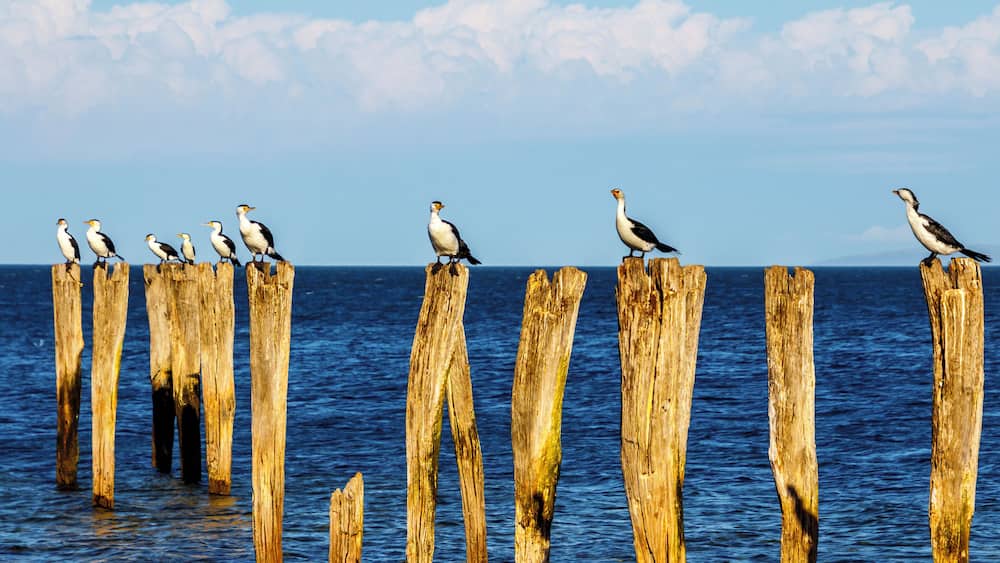 Just a walk along the beach at Kingscote