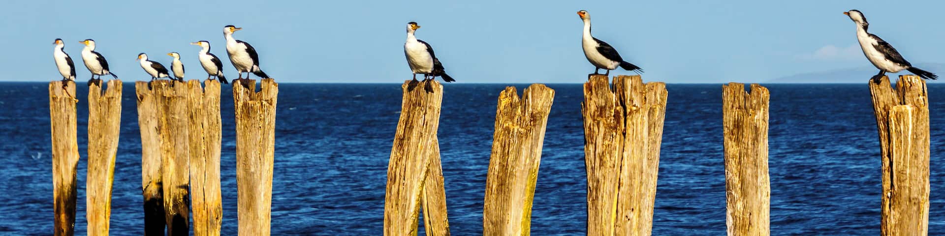 Just a walk along the beach at Kingscote