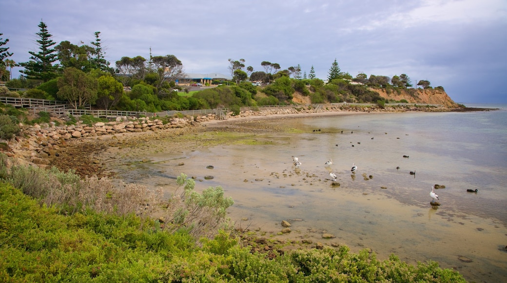 Kingscote que inclui litoral rochoso e paisagens litorâneas