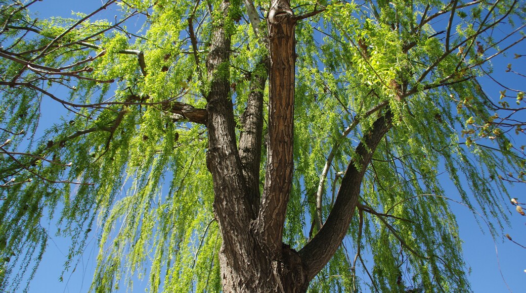 VIEW : ®'s / DiDi / RM / Ð 6K / ┼ : MADRID PARQUE de PEÑUELAS_JARDÍN