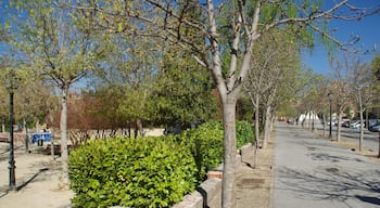 VIEW : ®'s / DiDi / RM / Ð 6K / ┼ : MADRID PARQUE de PEÑUELAS_JARDÍN