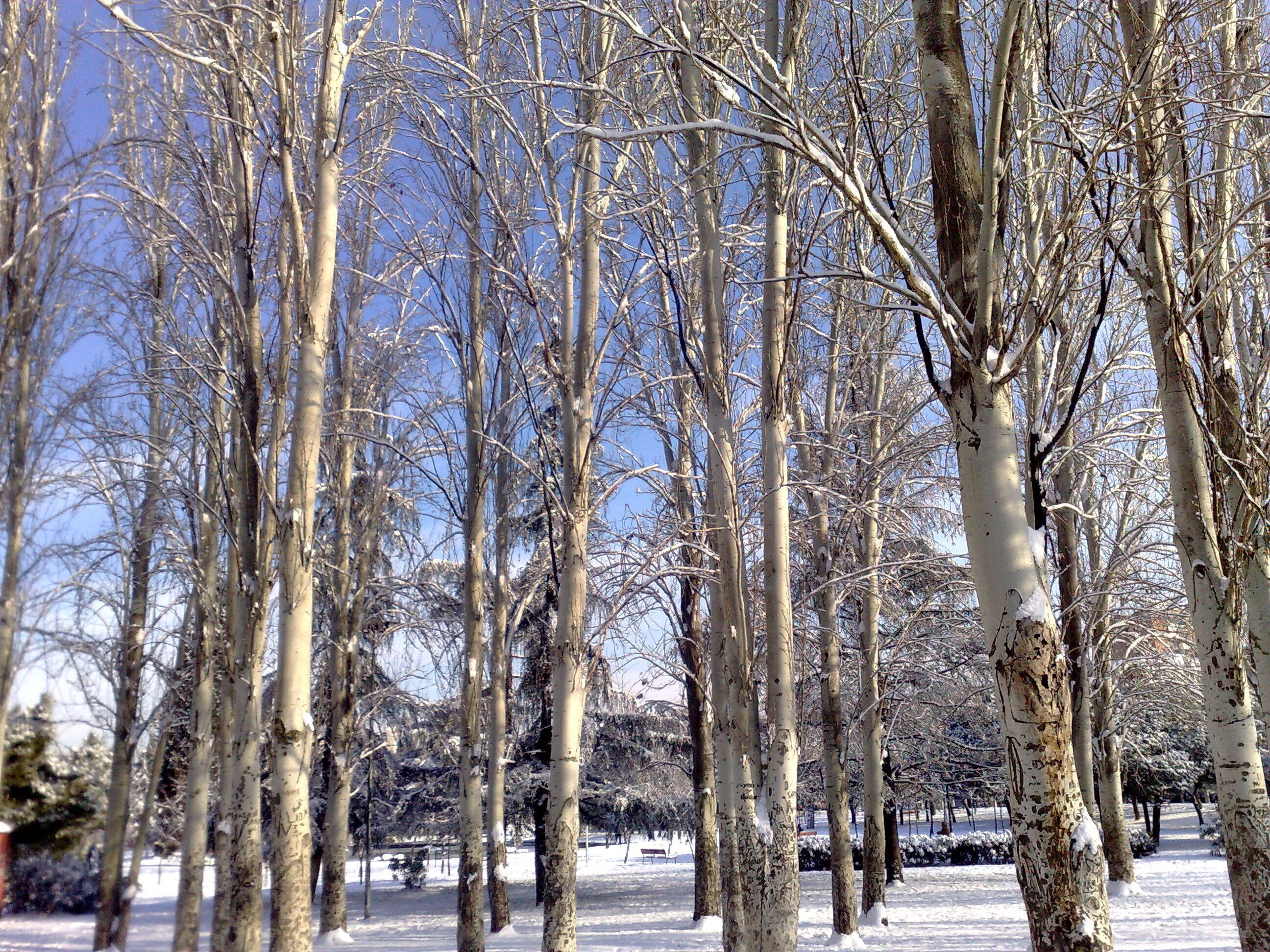 Nevada Madrid Enero 2k10